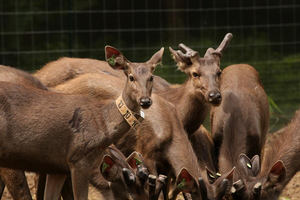 Sambar from Thailand’s Western Forest Complex