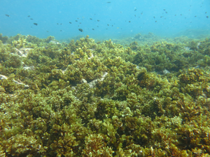 Macroalgal dominated reef