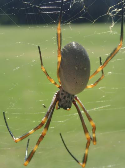 Orb-weaving Spider