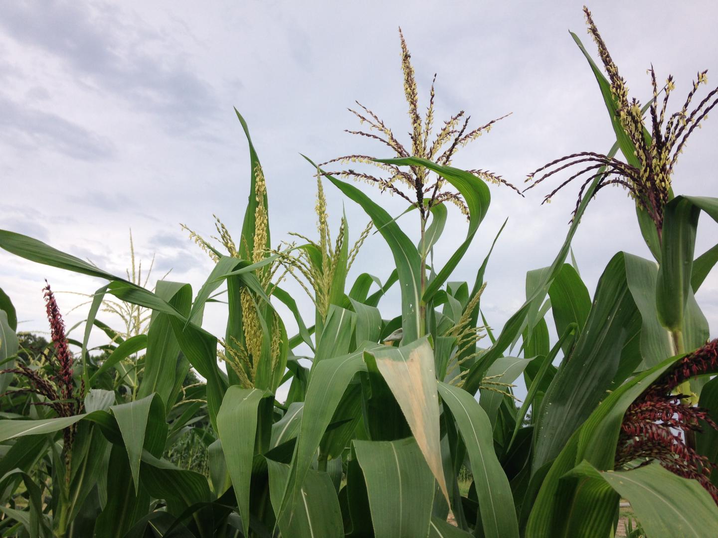 Farmers Selected Maize for Agricultural Use at High Elevations (2 of 12)