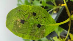 A soft electronic biosensor attached to a plant leaf, developed by NTU scientists
