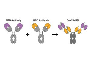 covid-illo-1