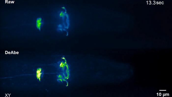 DeAbe restores highly dynamic time-lapse images of live roundworms expressing a GCaMP6 marker targeted to neurons