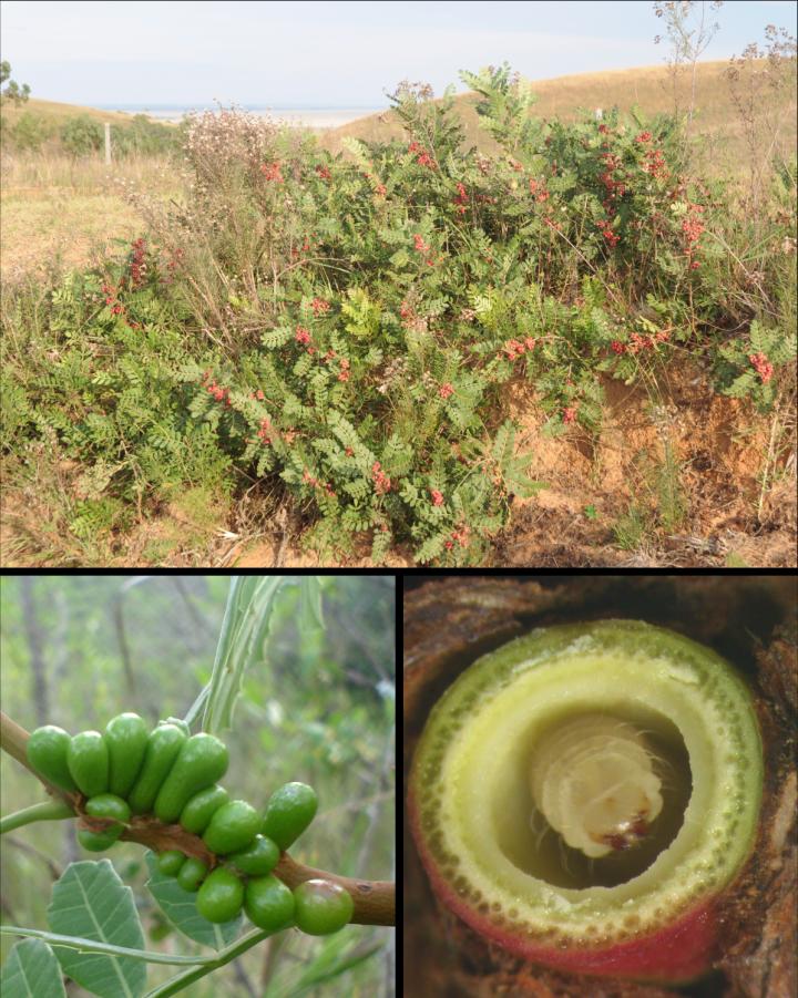 Host, Galls and Larva of the New Micromoth