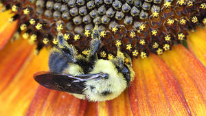 Flower shape important to bee health