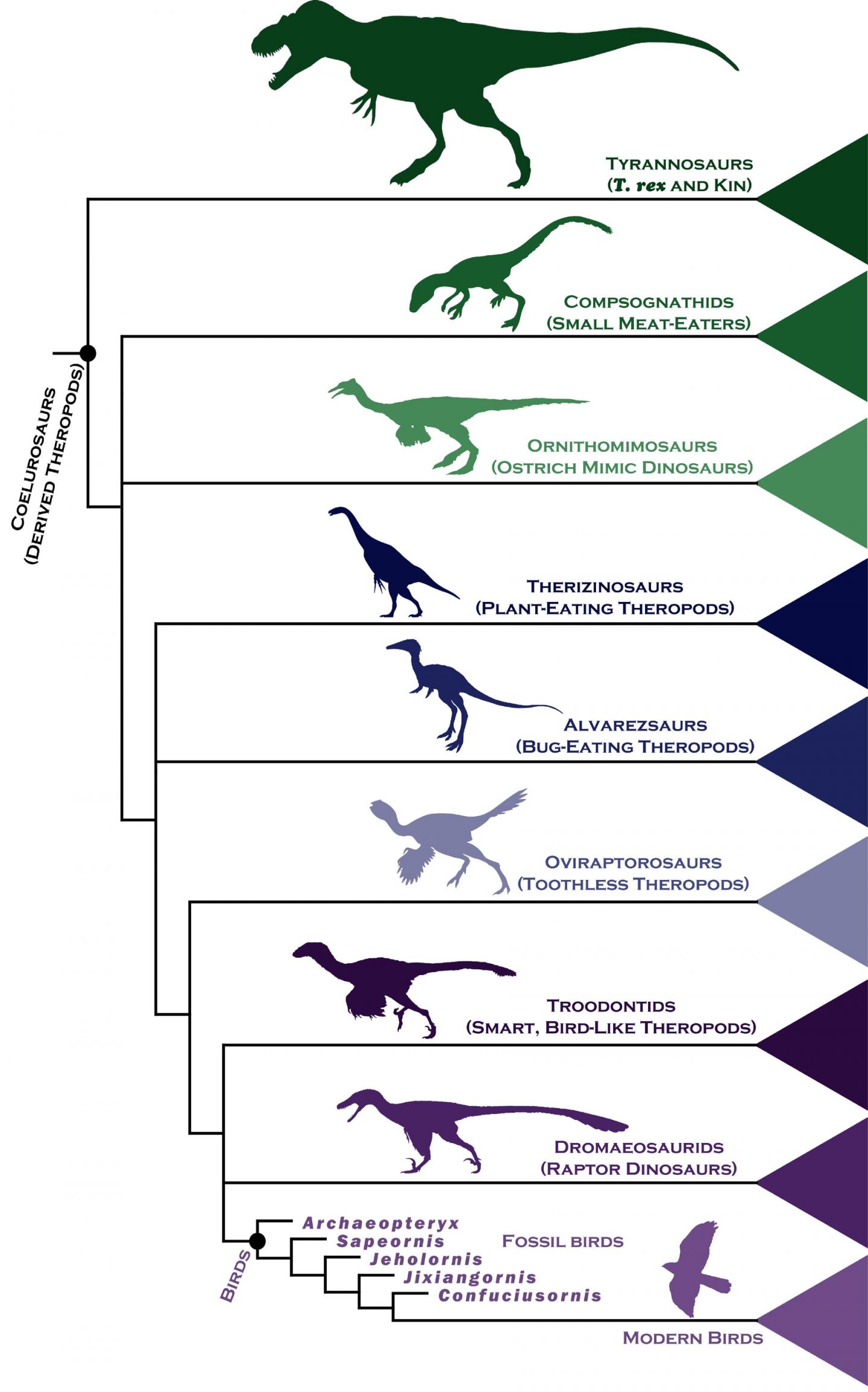 Dinosaur and Bird Family Tree