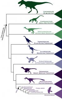 Dinosaur and Bird Family Tree