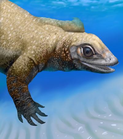 Juvenile Placodont