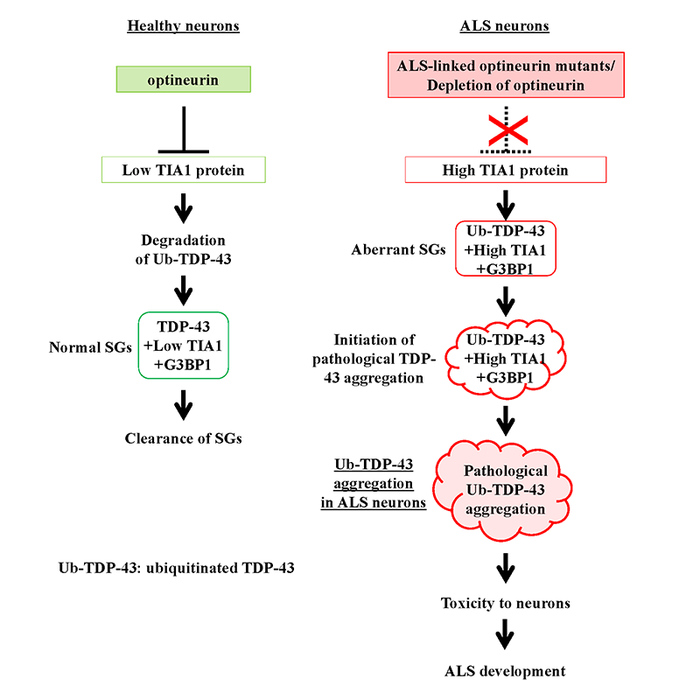 Figure 1. Development of ALS