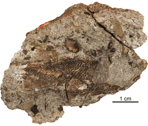 Palaeoneiros clackorum skull and shoulder girdle