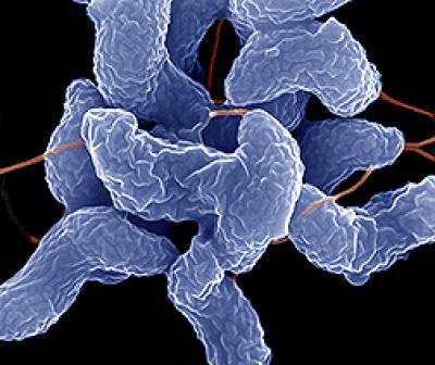 Campylobacter