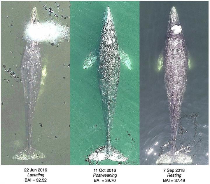 Body Area Index Comparison