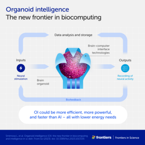 Organoid intelligence: The new frontier in biocomputing