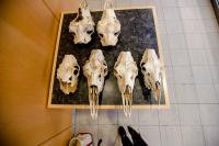 Isle Royale Moose Skull Collection