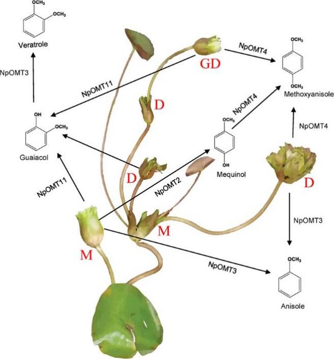 Proposed scheme for the biosynthesis of benzenoids in mother/daughter/granddaughter flowers of Nymphaea prolifera.