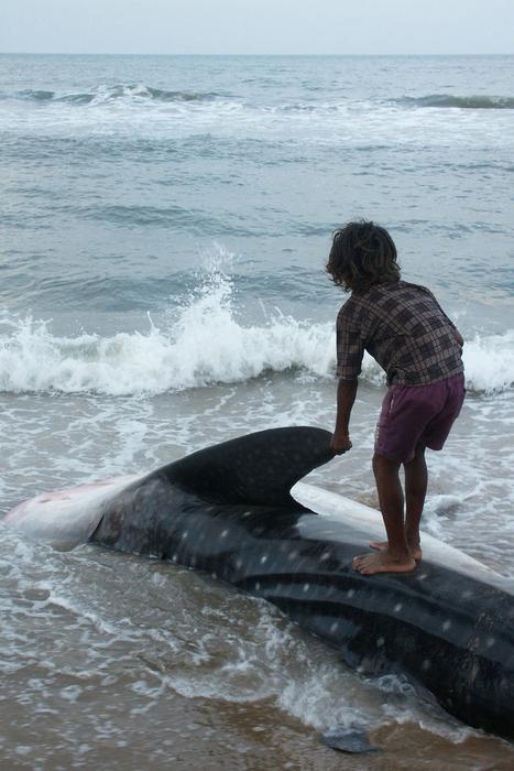 A child on a whale shark