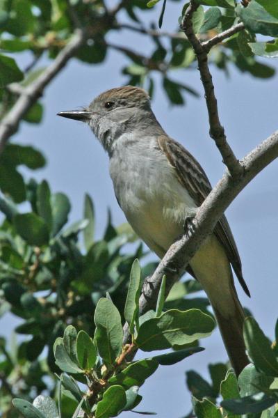 Ash-Throated Flycatcher