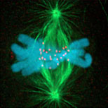 Chromosome-Spindle Connection