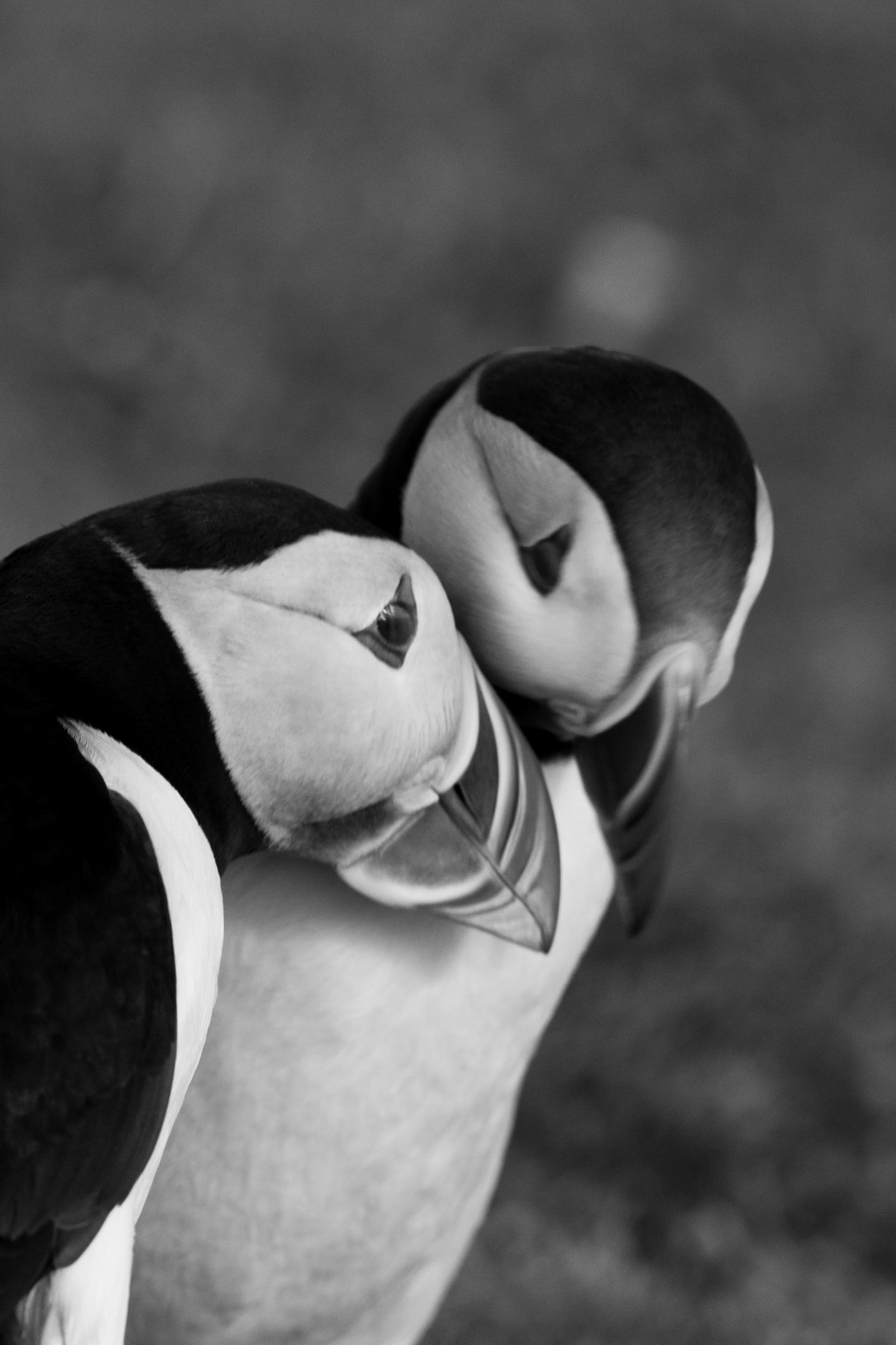 Puffins Are Known For Their Long-Lived, Monogamous, Soulmate Pairings