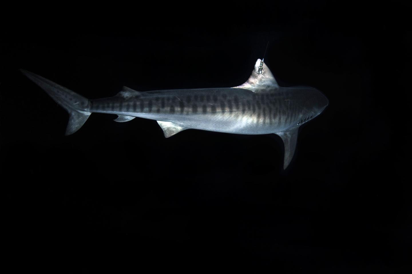 Tiger Shark 1