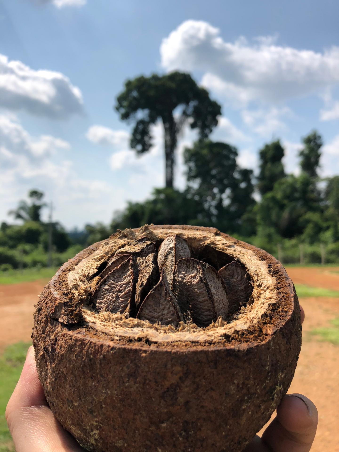 Brazil Nut Fruit