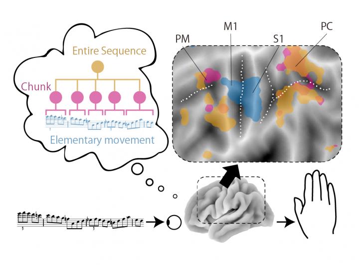 Hierarchical Organization of Motor Sequence