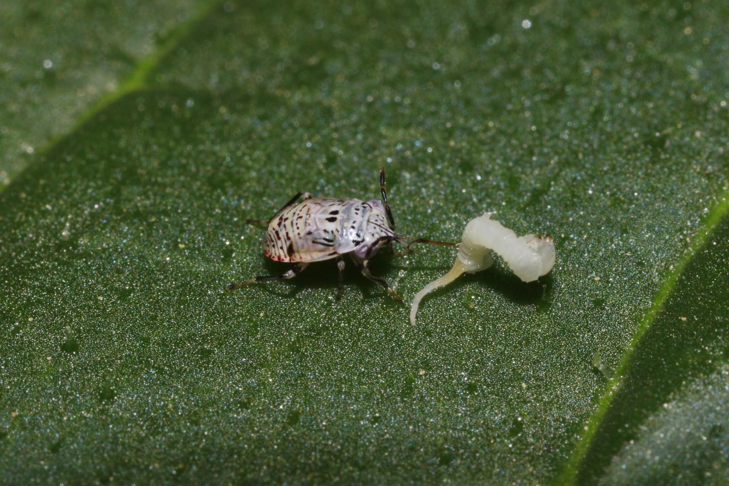 Geocoris Attacking Manduca Sexta Larva