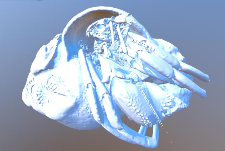 Hermit Crab 3-D MicroCT Scan