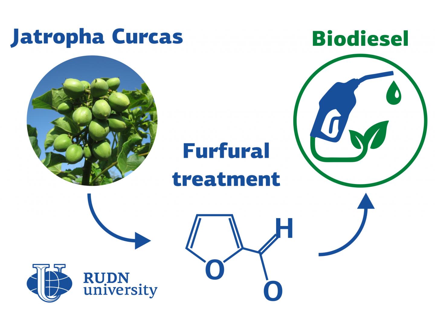 RUDN University Chemists Synthesize Biodiesel from Jatropha ?urcas Plant