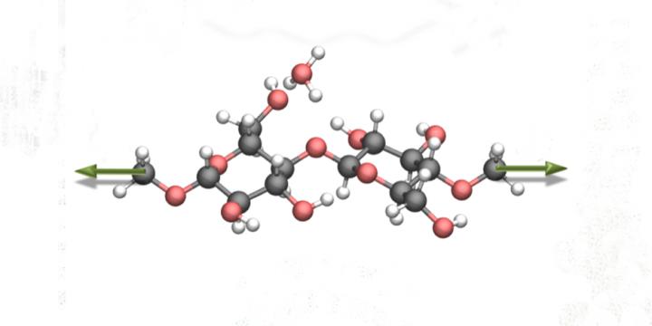 Cellulose Molecule