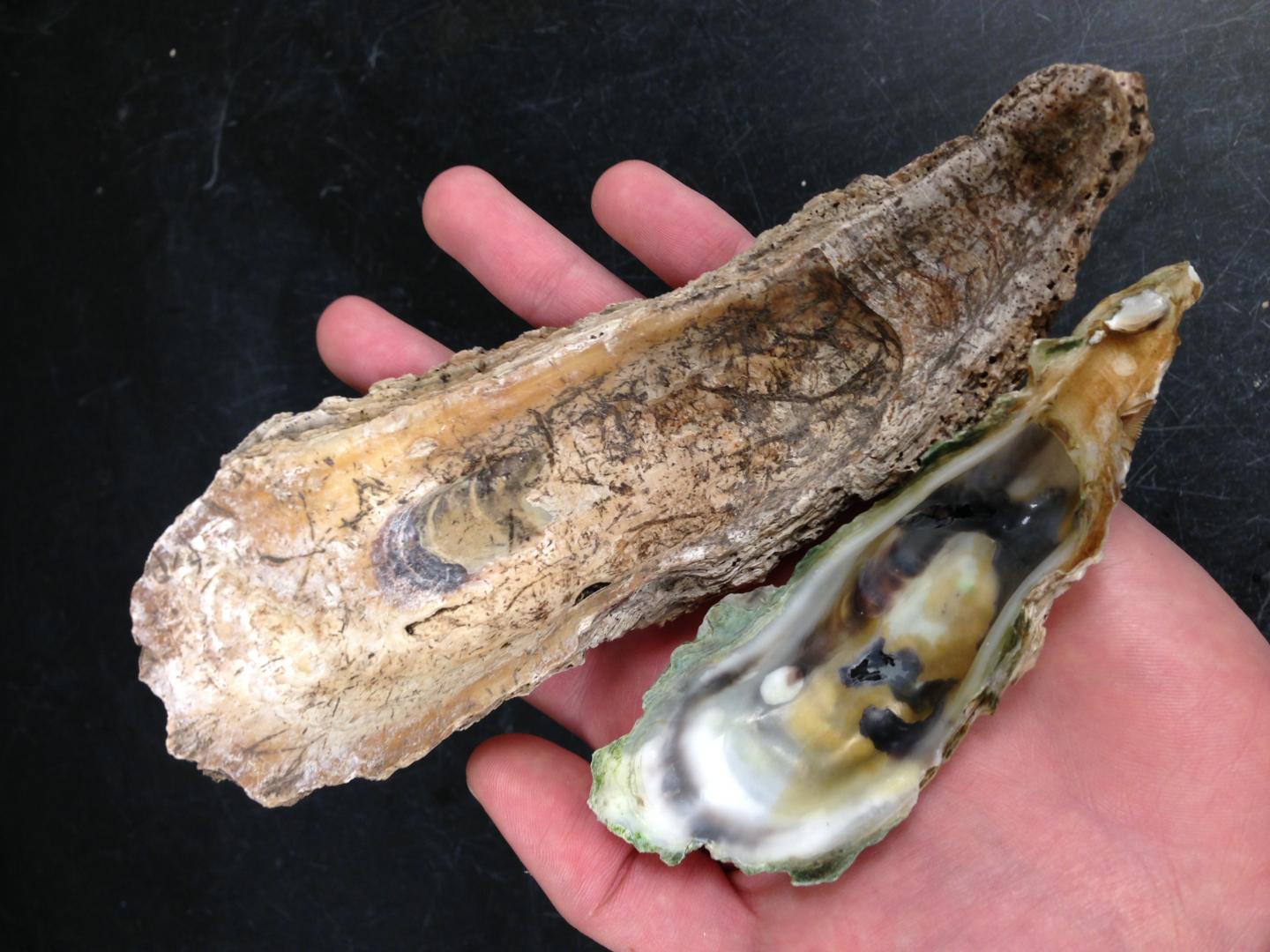 Colossal Oyster Compared to Modern Day Oyster