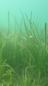 Eelgrass at Nashon Island, Mass