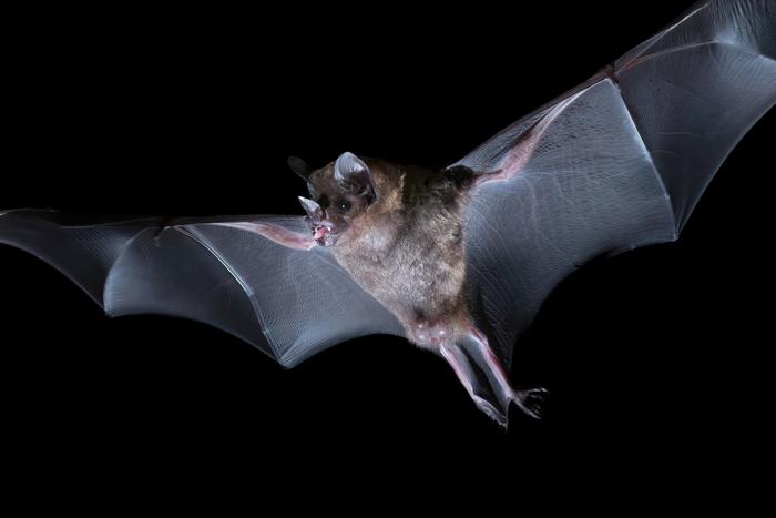 Seba’s short-tailed bat (Carollia perspicillata)