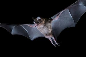 Seba’s short-tailed bat (Carollia perspicillata)