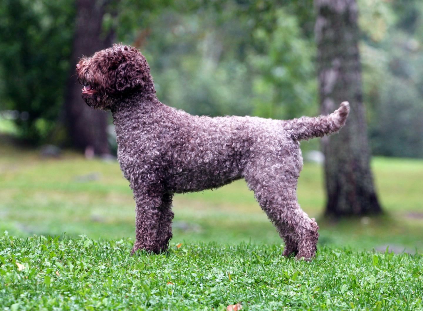 Lagotto Romagnolo