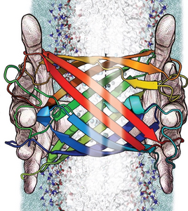 Beta barrel protein