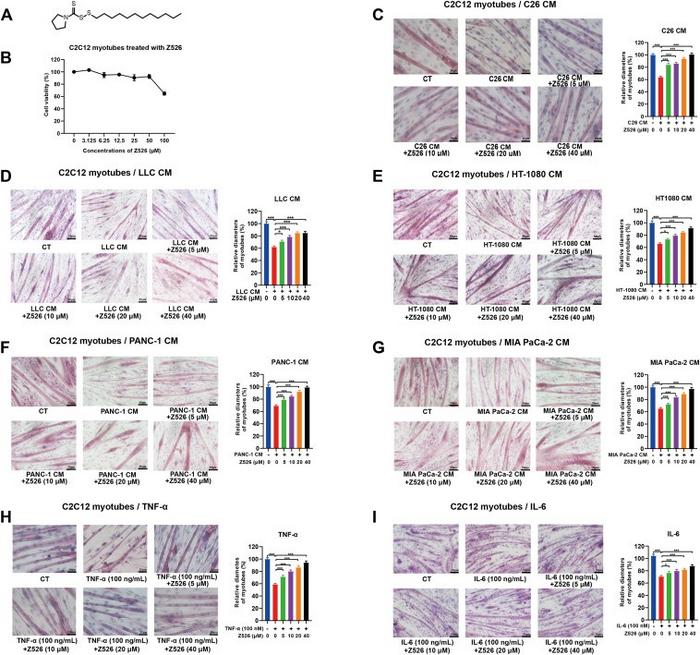 Z526's effects on C2C12 myotube atrophy induced by simulated cachectic injuries in vitro.