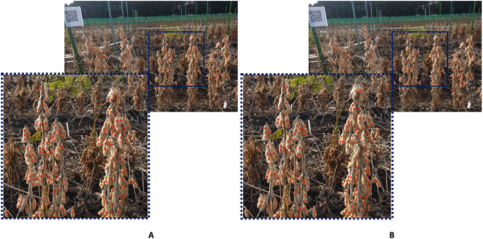 Fig. 8. Comparisons of the optimized P2PNet-Soy