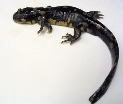 Tiger Salamander