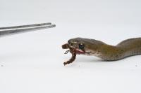 Rhabdophis pentasupralabialis feeding on a larval firefly under captive conditions