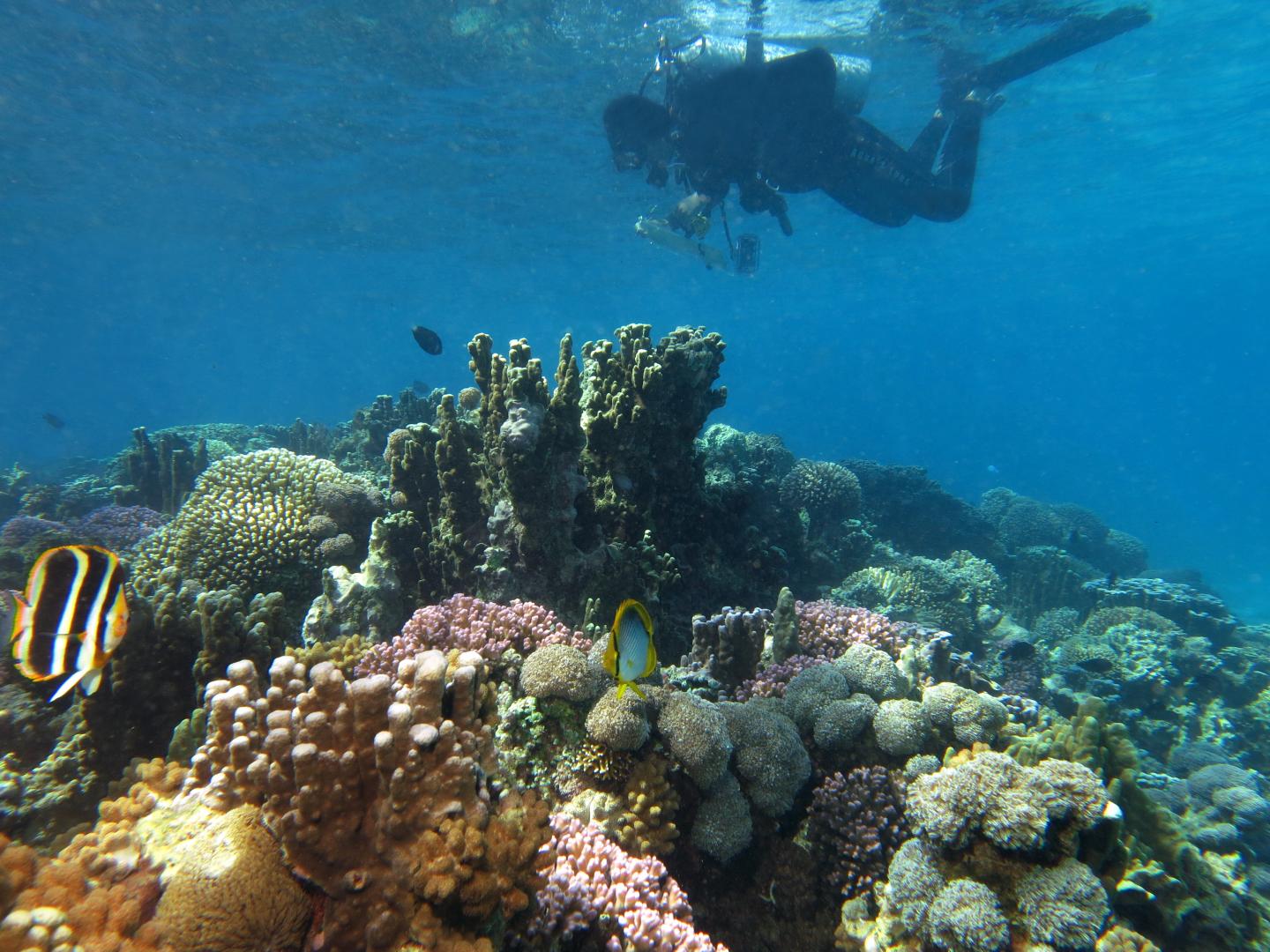 Reef Life Survey Diver
