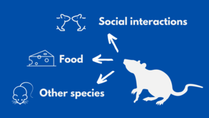 Basolateral amygdala neurons in rats respond to and remember ethological stimuli