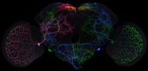 Fly brain neurons