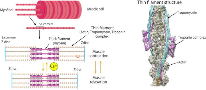 sarcomere in cardiac microscope labeled