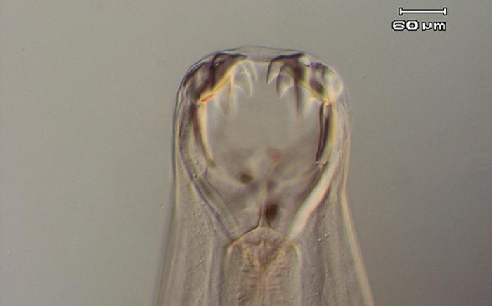 Ancylostoma caninum