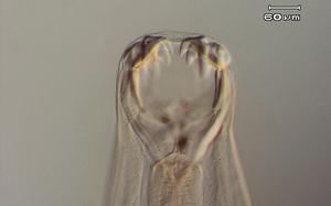 Ancylostoma caninum