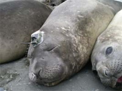 Tagged Seals