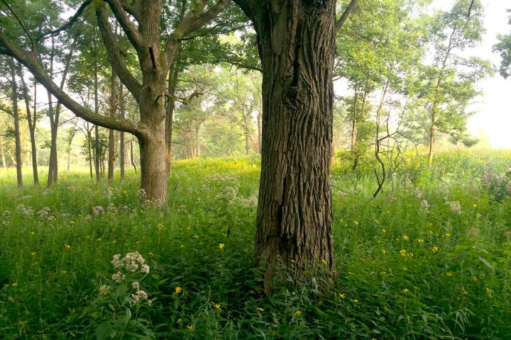 Vestal Grove Restoration