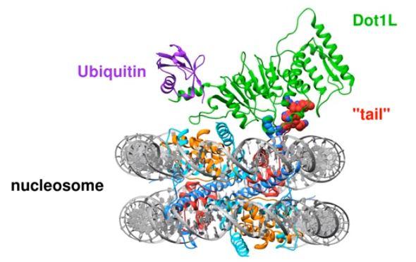 Loading Enzyme (1 of 2)