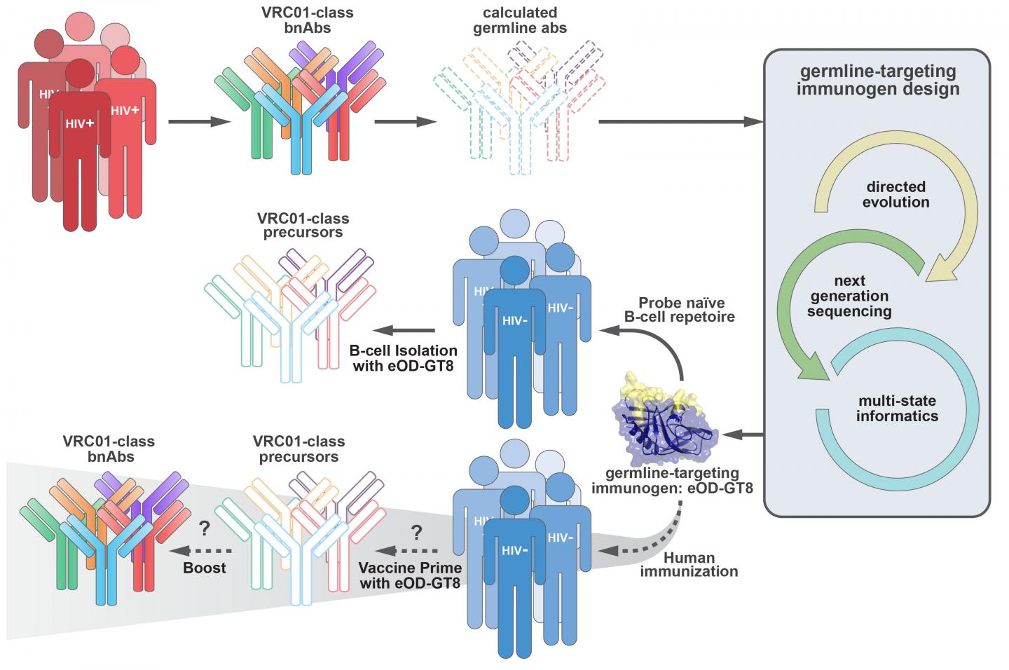 Most Individuals Harbor B Cell [IMAGE] EurekAlert! Science News Releases